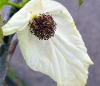Davidia involucrata 'Sonoma' - Vaantjesboom 'Sonoma' - 5