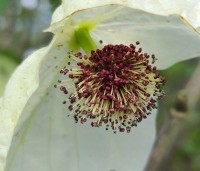 Davidia involucrata 'Sonoma' - Vaantjesboom 'Sonoma' - 4
