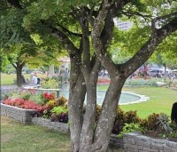 Acer pseudoplatanus - Gewone esdoorn - meerstammige boom