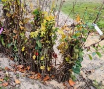 Gemengde haag 22 verschillende planten in één bos
