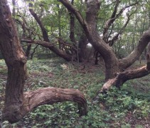 Quercus robur