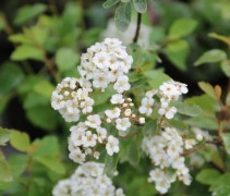 Spiraea vanhouttei