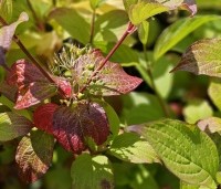 Cornus alba 'Sibirica' - Kornoelje 'Sibirica' - mei