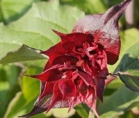 Leycesteria formosa - Grootmoeders oorbellen - 1