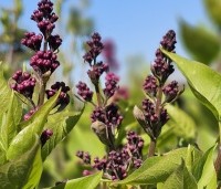 Syringa vulgaris 'Charles Joly' - Gewone syring - 1