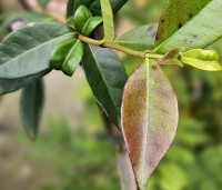 Trachelospermum jasminoides - Toscaanse jasmijn - 1