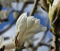 Magnolia 'Wada's Memory' - Magnolia 'Wada's Memory' - 2