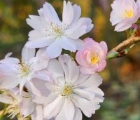 Prunus x subhirtella 'Autumnalis Rosea' - Winterkers - 5