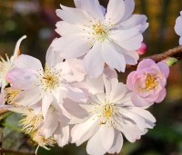 Prunus x subhirtella 'Autumnalis Rosea' - Winterkers - 6