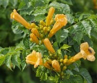 Campsis radicans 'Flava' - Trompetklimmer 'Flava'  - 1