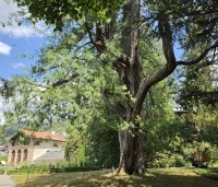 Pinus wallichiana - Tranenden - 4