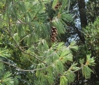 Pinus wallichiana - Tranenden - 3