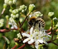 Heptacodium miconioides - Zevenzonenboom - 5