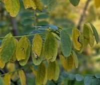 Robinia pseudoacacia - Valse acacia - herfstverkleuring 31 oktober 2024
