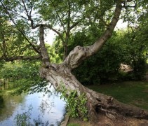 Betula Pendula