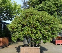 Rhododendron 'Cunningham's White' meerstammige struik in grote houten plantenbak