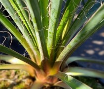 Yucca Filamentosa