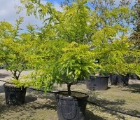 Gleditsia triacanthos 'Sunburst' - Valse christusdoorn - 1