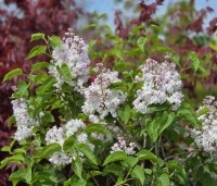 Syringa vulgaris 'Beauty of Moscow' - Sering 'Beauty of Moscow' - 2