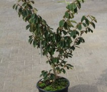 Hamamelis intermedia 'Arnold Promise' C10 80-100 cm