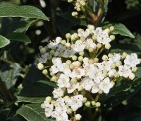 Viburnum tinus - Sneeuwbal - 2