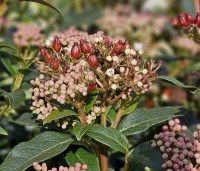 Viburnum tinus - Sneeuwbal - 1