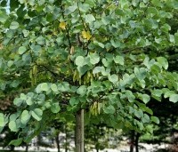 Cercis siliquastrum - Judasboom - 4