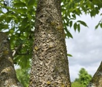 Phellodendron amurense - Amur kurkboom - 5