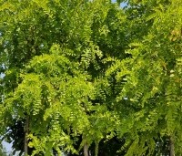 Robinia pseudoacacia 'Frisia'  - Gele acacia - 1