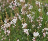 Gaura lindheimeri 'Whirling Butterflies' - Prachtkaars - 1
