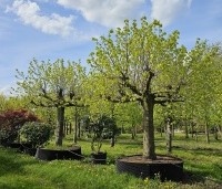 Tilia americana 'Nova' - Amerikaanse linde - 3