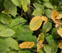 Carpinus bet. 'Rockhampton Red' - Haagbeuk 'Rockhampton Red' - 1