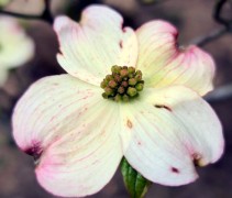 Cornus Florida