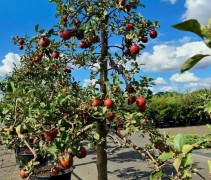 Malus domestica 'Rode Boskoop'