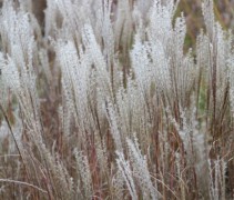 Miscanthus sinensis 'Kleine Silberspinne'