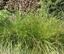 Smele 'Goldtau' siergras