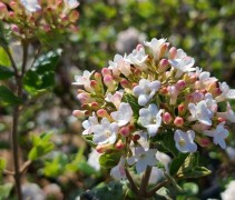 Viburnum 'Anne Russell'