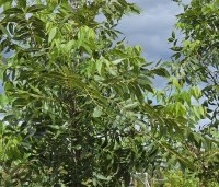 Carya illinoinensis 'Pawnee' - Pecannoot - 3