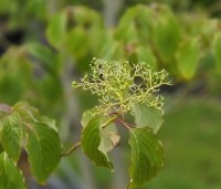 Cornus controversa - Reuzenkornoelje - 1