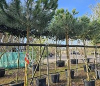 pinus pinea - Parasolden - voorraad februari 2026