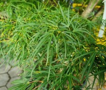 Acer palmatum 'Scolopendrifolium'