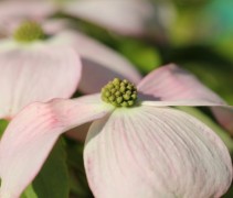 Cornus Stellar Pink 