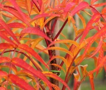 Herfstkleuren van de Lijsterbes 'Dodong' zijn spectaculair