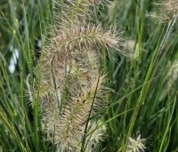 Pennisetum alopecuroides 'Little Bunny' - Lampenpoetsersgras 'Little Bunny' - 1