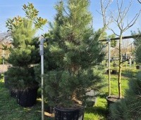 Pinus nigra 'Nigra' - Oostenrijkse den - maat 175-200 cm extra kwaliteit . sleuvenpot