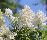 Syringa josikaea 'Holger' - Sering 'Holger' - 1