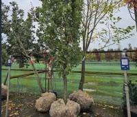 Quercus robur 'Fastigiata Koster' - Zomereik - 1