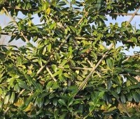 Prunus laurocerasus 'Novita' - Laurierkers - blad in november