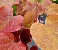 Cercis canadensis 'Eternal Flame' - Amerikaanse Judasboom 'Eternal Flame' - 4