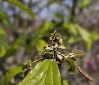 Parrotia persica - Perzisch IJzerhout - 1